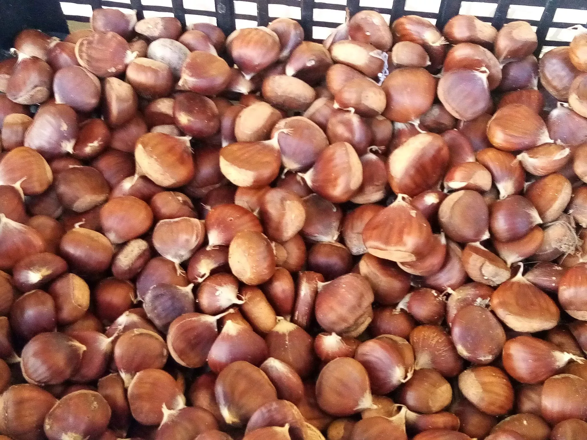 Castagne appena raccolte