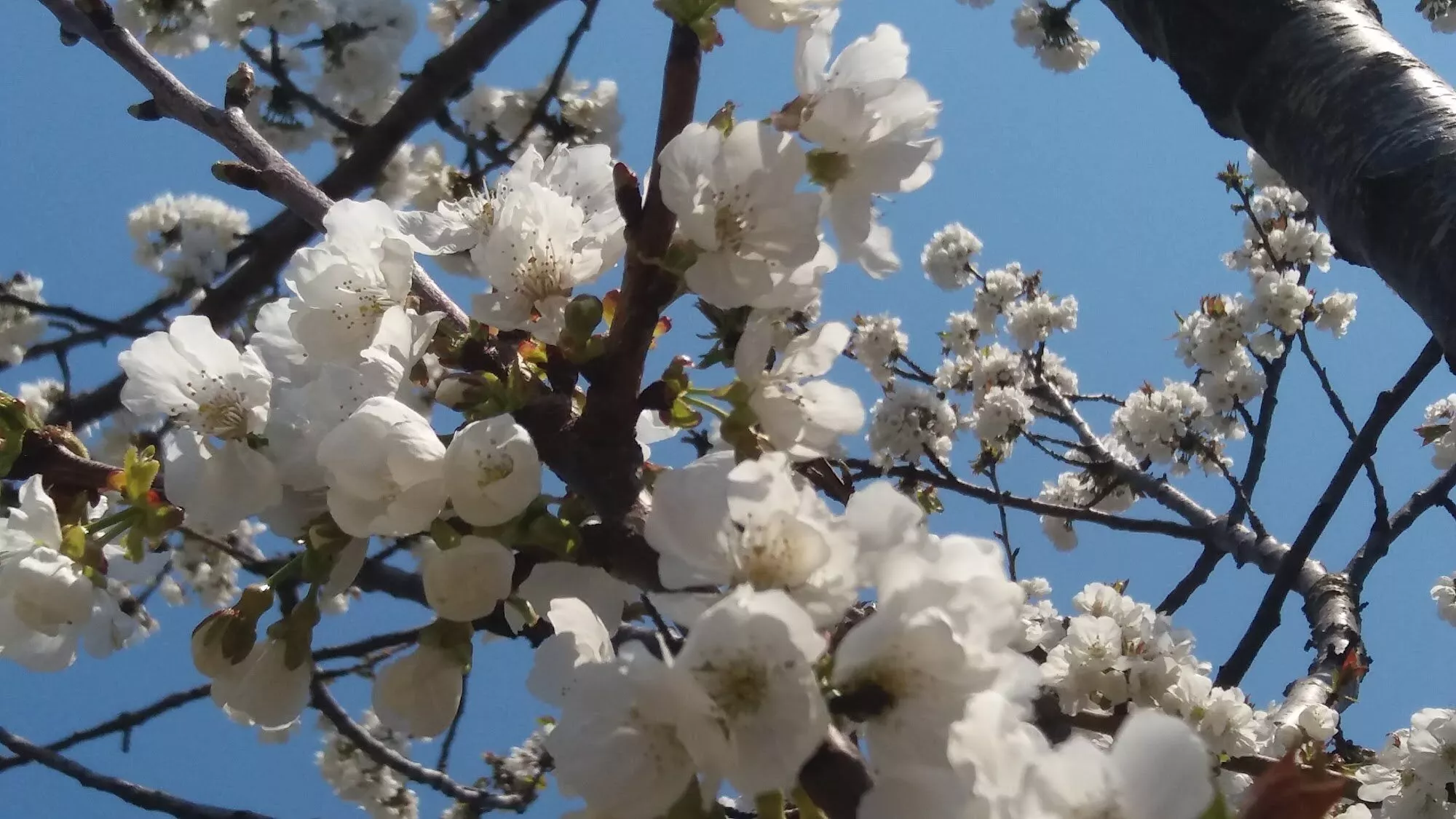 I ciliegi in fiore in primavera