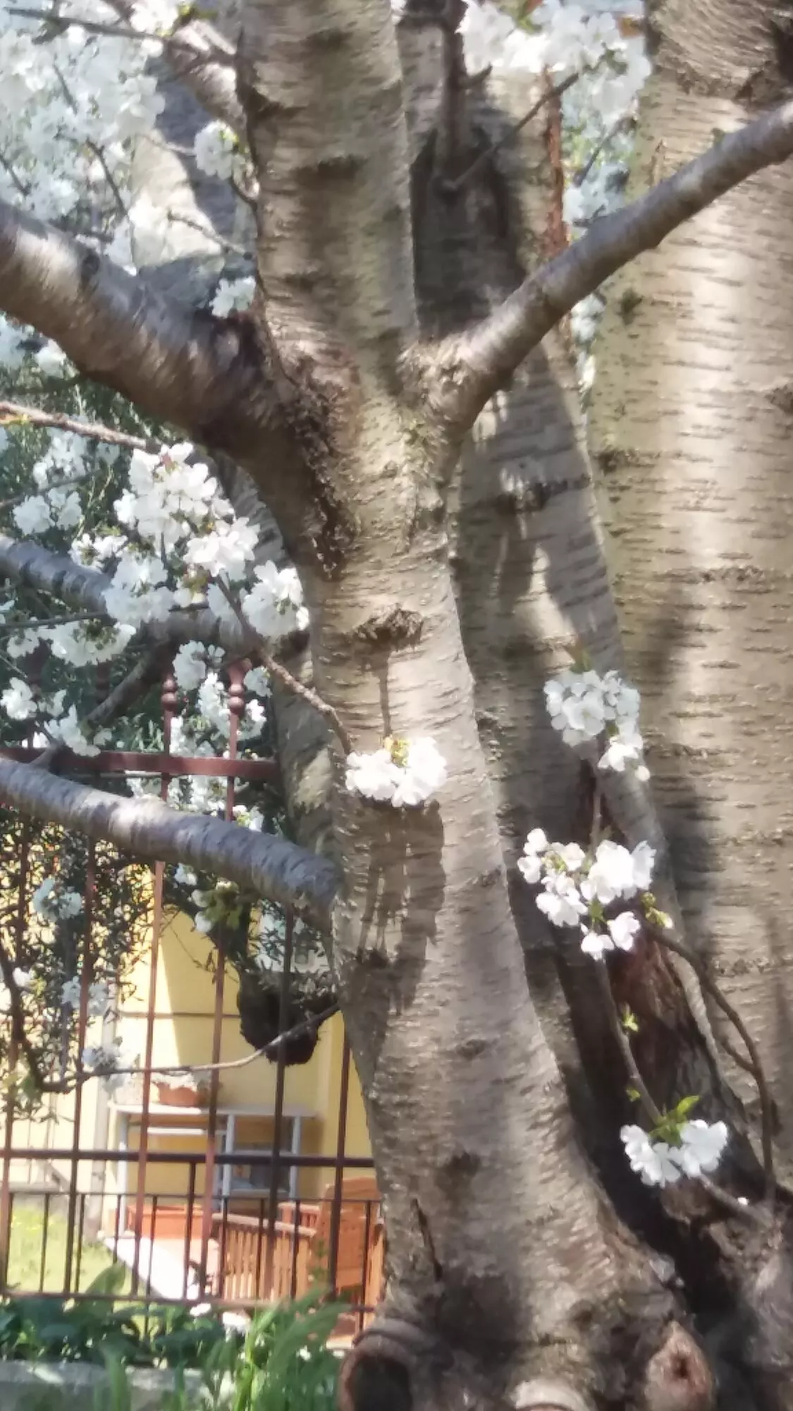 Il tronco di un ciliegio in fiore